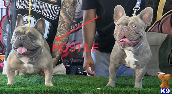 Bestsidebulldogs Picture 3